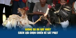 Giống Gà Đá Hay Nhất - Cách Lựa Chọn Chiến Kê Sát Phạt